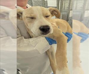 Labrador Retriever Dogs for adoption in Conroe, TX, USA