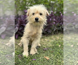 Mutt Dogs for adoption in PIPE CREEK, TX, USA