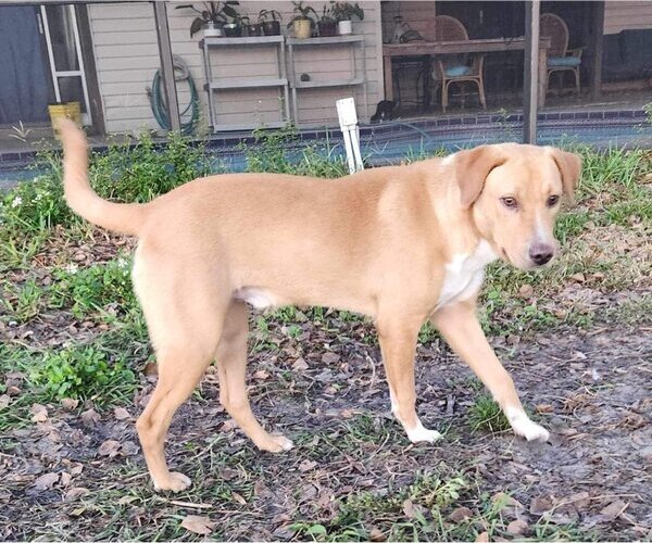 Medium Photo #2 Labrador Retriever-Unknown Mix Puppy For Sale in Tampa, FL, USA