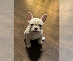 Small Photo #2 French Bulldog Puppy For Sale in MCKINNEY, TX, USA