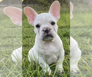 French Bulldog Puppy for sale in MIAMI, FL, USA