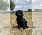 Small Photo #2 Labradoodle Puppy For Sale in HARRAH, OK, USA