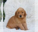 Small #2 Golden Retriever