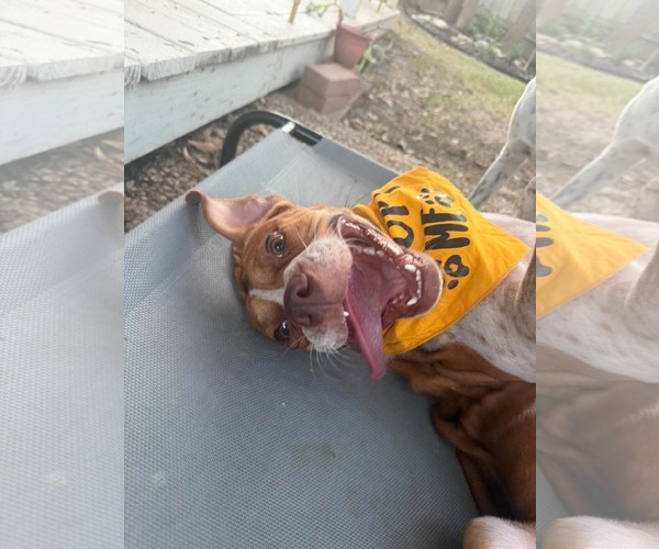 Medium Photo #3 Boxer-Unknown Mix Puppy For Sale in Dumont, NJ, USA
