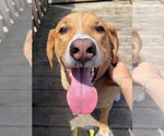 Small Photo #10 Labrenees Puppy For Sale in Techny, IL, USA