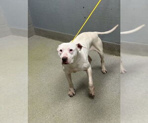 Mutt Dogs for adoption in Las Vegas, NV, USA