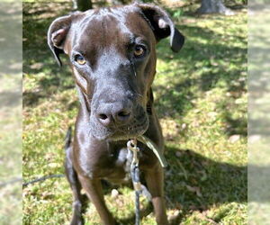 Plott Hound Dogs for adoption in Rutherfordton, NC, USA