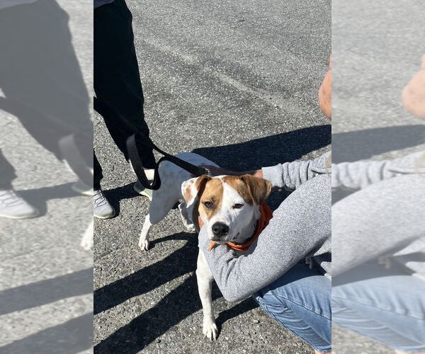 Medium Photo #2 Mutt Puppy For Sale in Mooresville, NC, USA