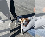 Small #1 Mutt