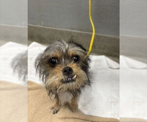 Mutt Dogs for adoption in Las Vegas, NV, USA