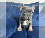 Small Photo #23 French Bulldog Puppy For Sale in PHOENIX, AZ, USA
