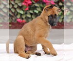 Small #9 German Shepherd Dog