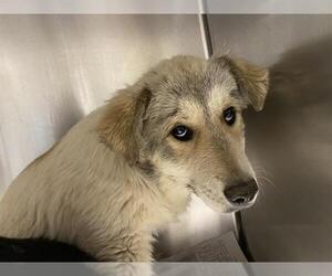 Pyrenees Border Collie Dogs for adoption in Modesto, CA, USA