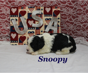 Cavapoo Puppy for sale in CHANUTE, KS, USA