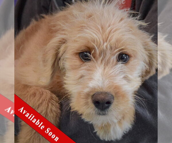 Medium Photo #1 Mutt Puppy For Sale in Huntley, IL, USA