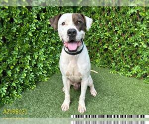 American Pit Bull Terrier Dogs for adoption in West Palm Beach, FL, USA