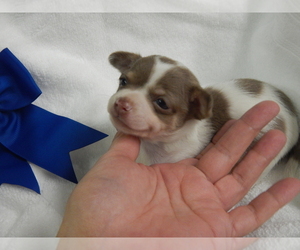Chihuahua Puppy for sale in CENTRAL POINT, OR, USA