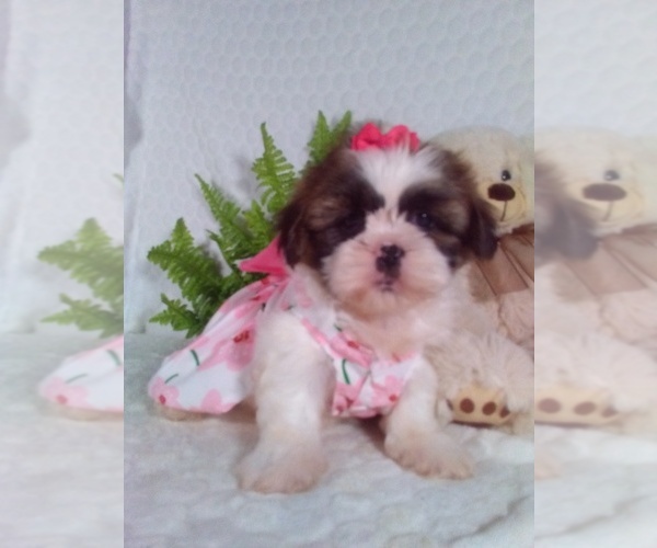 Medium Photo #4 Shih Tzu Puppy For Sale in SUGARCREEK, OH, USA