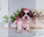 Small #3 Shih Tzu