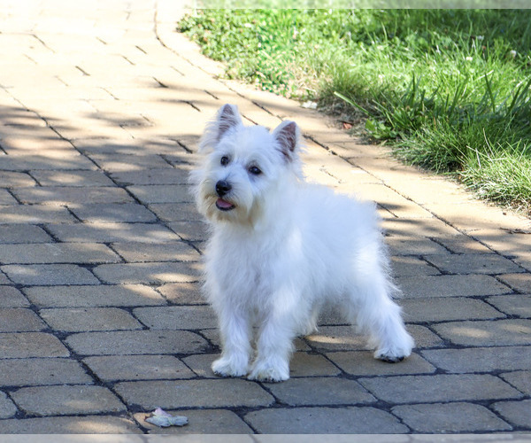 Medium Photo #1 West Highland White Terrier Puppy For Sale in SYRACUSE, IN, USA