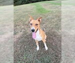 Small Carolina Dog Mix