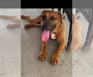 American Pit Bull Terrier-Labrador Retriever Mix Dogs for adoption in Oakhurst, NJ, USA