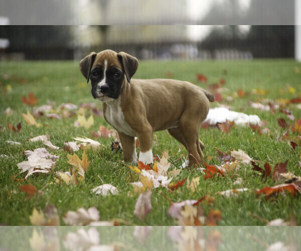 Medium Photo #1 Boxer Puppy For Sale in SHIPSHEWANA, IN, USA