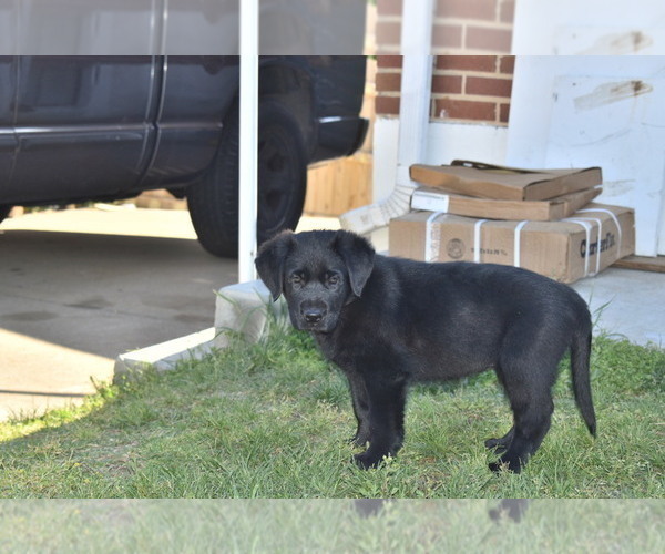 Medium Photo #9 Golden Shepherd Puppy For Sale in HYATTSVILLE, MD, USA