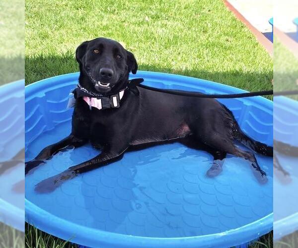 Medium Photo #4 Labrador Retriever-Unknown Mix Puppy For Sale in San Diego, CA, USA