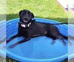 Small #3 Labrador Retriever Mix