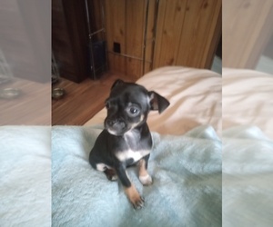Chihuahua Puppy for sale in SHALLOTTE, NC, USA