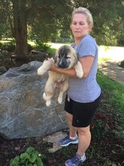 Anatolian Shepherd Puppy for sale in CHESTER, SC, USA