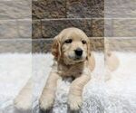 Small Photo #4 Golden Retriever Puppy For Sale in BLUE ASH, OH, USA