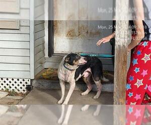 American Pit Bull Terrier Dogs for adoption in Ocala, FL, USA