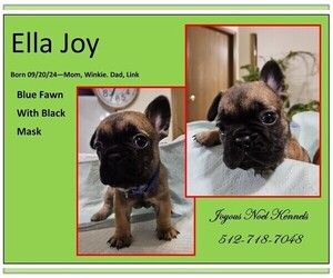 French Bulldog Puppy for Sale in BASTROP, Texas USA