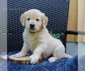 Golden Retriever Puppy for sale in NARVON, PA, USA