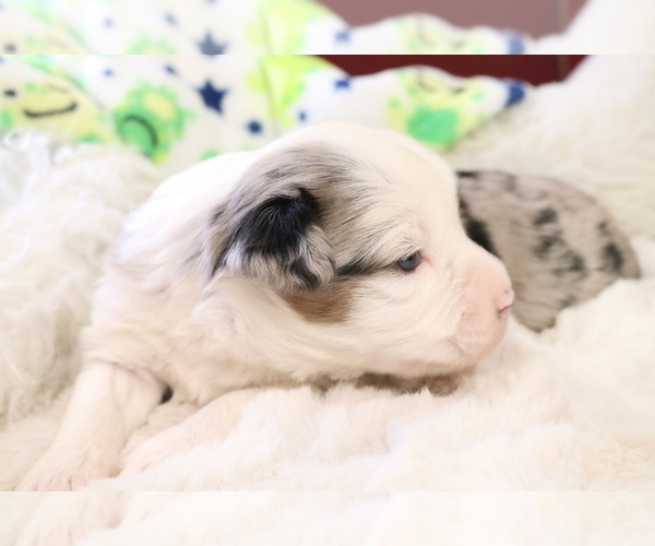 Medium Photo #7 Australian Shepherd Puppy For Sale in STAFFORD, VA, USA