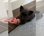 Puppy Bean French Bulldog