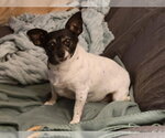Small #2 Chihuahua Mix