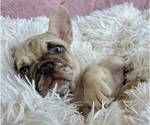 Small #5 French Bulldog
