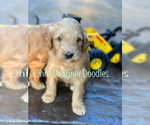 Small Photo #7 Goldendoodle Puppy For Sale in BELLVILLE, OH, USA