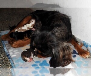 Mother of the Cavalier King Charles Spaniel puppies born on 12/29/2023
