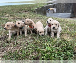 English Cream Golden Retriever Puppy for sale in CENTERTOWN, MO, USA