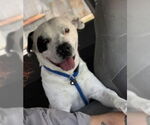 Small American Pit Bull Terrier Mix