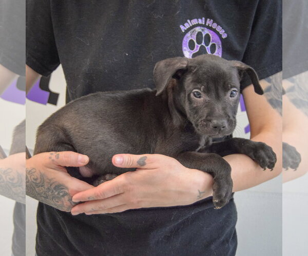 Medium Photo #3 American Staffordshire Terrier-Boxer Mix Puppy For Sale in Huntley, IL, USA