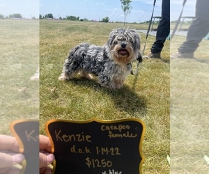 Cavapoo Puppy for sale in QUINCY, MI, USA