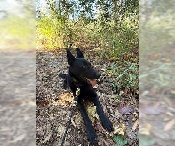 Medium Photo #3 German Shepherd Dog-Unknown Mix Puppy For Sale in Incline Village, NV, USA