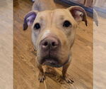 Small #2 American Pit Bull Terrier Mix