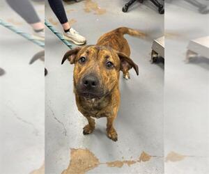 Mutt Dogs for adoption in Peoria, IL, USA