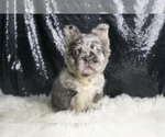 Puppy Zion AKC French Bulldog
